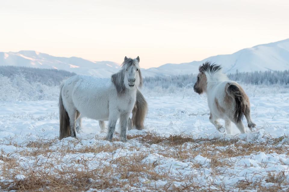 Caballos de Yakutia pastan en una región de permafrost en Siberia. El descongelamiento de este suelo helado libera gases de efecto invernadero a la atmósfera. <a href="https://www.shutterstock.com/es/image-photo/yakut-horses-grazing-on-meadow-against-1901690113" rel="nofollow noopener" target="_blank" data-ylk="slk:Tatiana Gasich / Shutterstock;elm:context_link;itc:0;sec:content-canvas" class="link ">Tatiana Gasich / Shutterstock</a>