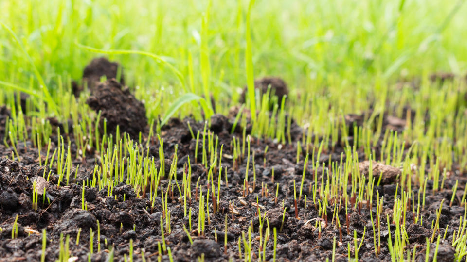 Fresh grass growing in a bare patch of soil