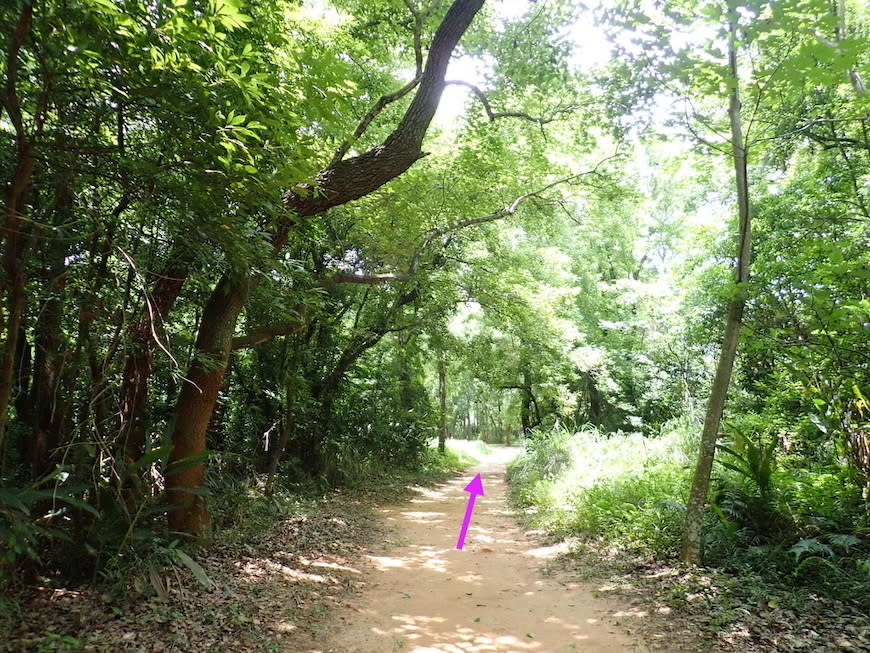 苗栗老崎古道（頭份後花園步道）