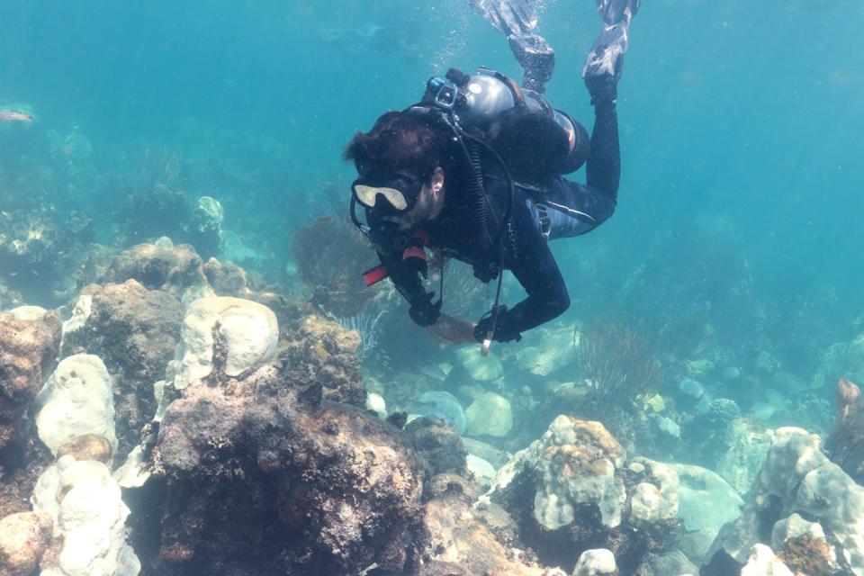 Ian Enochs, a research ecologist and lead of NOAA’s Atlantic Oceanographic and Meteorological Lab Coral Program, found that every coral in the Cheeca Rocks area had bleached by Aug. 1, 2023. <a href="https://www.aoml.noaa.gov/cheeca-rocks-reef-completely-bleached/" rel="nofollow noopener" target="_blank" data-ylk="slk:NOAA AOML;elm:context_link;itc:0;sec:content-canvas" class="link ">NOAA AOML</a>