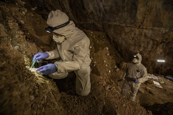 Assistant professor Mikkel Winther Pedersen from the University of Copenhagen sampling the cave sediments for DNA (Credit: Devlin A. Gandy)