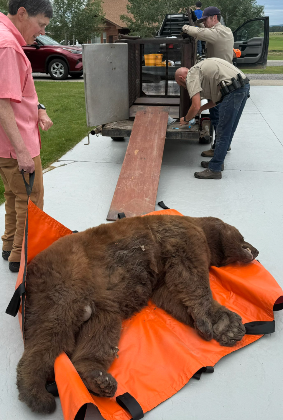 Sedated 400-lb bear that was hiding under a family’s deck in Colorado (CPW)