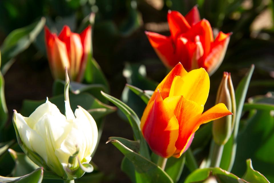 Holland Ridge Farms in the Cream Ridge section of Upper Freehold has over 8 million tulips spread across 300 acres of farmland.