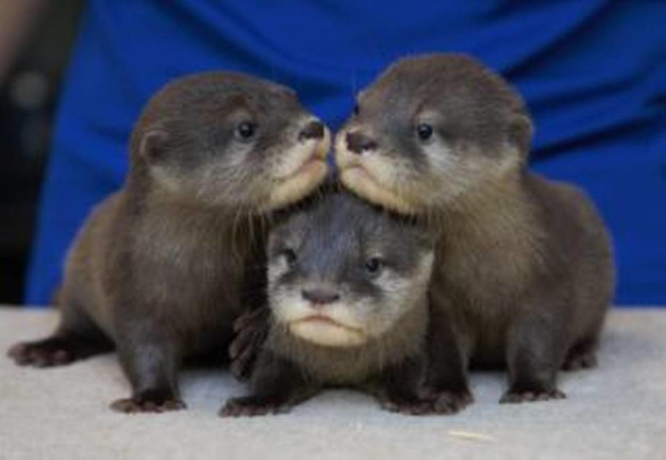 North Carolina Aquarium at Fort Fisher’s three-month-old otter pups cuddle together.