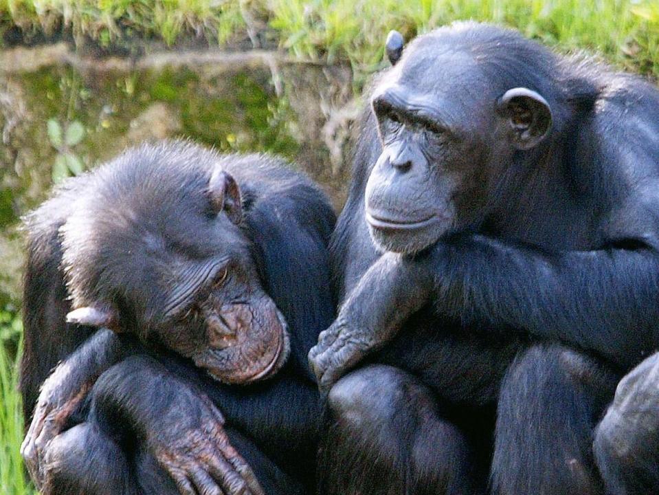 Chimpanzees who watch films together bond in a way previously thought unique to humans, research has found.Pairs of chimps who sat together and watched the same video spent more time together and showed more signs of social bonding, such as grooming each other.Another study found the animals also approached humans faster if they had watched the movie together.During the two experiments, published in the journal Proceedings of the Royal Society B, eye-trackers were used to check the apes were watching the film and they were given fruit juice to encourage them to stay relatively still.“Our results suggest that one of the most basic mechanisms of human social bonding – feeling closer to those with whom we act or attend together – is present in both humans and great apes, and thus has deeper evolutionary roots than previously suspected,” the authors said.In the first experiment, 19 chimpanzees and seven bonobos watched a short video with a human partner who either watched with them or attended to something different.The chimpanzees and bonobos approached the human experimenter faster if they both watched the video, which showed a group of a young chimp playing.In the second study, 21 chimpanzees were paired with each other and the same effect was found to occur between great apes.“As such, the current findings shed new light on great ape social cognition and social behaviour, as well as the evolutionary origin of connecting through shared experiences in humans,” the co-authors of the study, Wouter Wolf, from the department of psychology and neuroscience at Duke University in the US, and Michael Tomasello, said.They said it was “surprising” because many researchers have argued the capacity to experience shared reality is “uniquely human”.