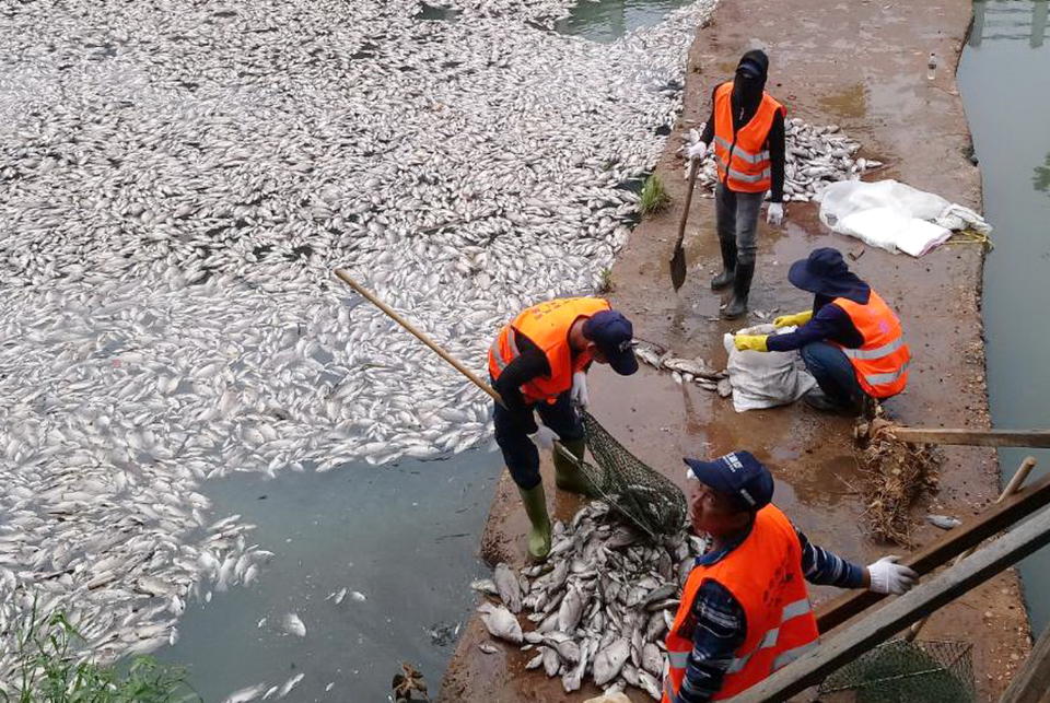 梧棲大排大量魚群翻白肚，魚屍漂浮水面，散發陣陣惡臭，環保局已通報水利局派員清除。（記者陳金龍攝）