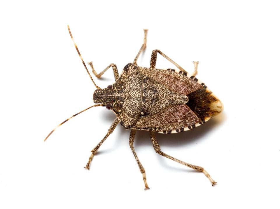 The most common stink bug invading homes this fall is the brown marmorated stink bug (Halyomorpha halys).