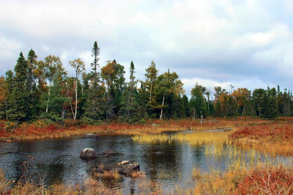 The area around Indian Arm Brook in Central Newfoundland is proposed to become a protected area. 