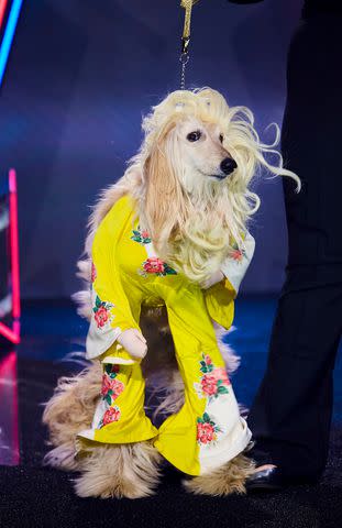 <p>Jon Morgan/CBS via Getty</p> PEOPLE's favorite Dolly dog