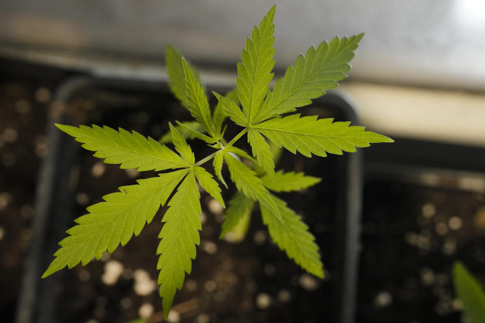 The leaves of a growing cannabis or hemp plant stand in a box at the Cannabis Museum in Berlin, Germany, Wednesday, April 12, 2023. The German government on Wednesday presented scaled-back plans to liberalize the country's rules on cannabis, which would decriminalize possessing and growing limited amounts of the substance and allow its sale for recreational purposes to members of nonprofit 'cannabis clubs.' (AP Photo/Markus Schreiber)