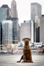 <p>This Brooklyn Rottweiler enjoys uninterrupted views of downtown Manhattans skyline while hanging out at the parks near the Brooklyn Bridge. (Photo: Mark McQueen/Caters News) </p>