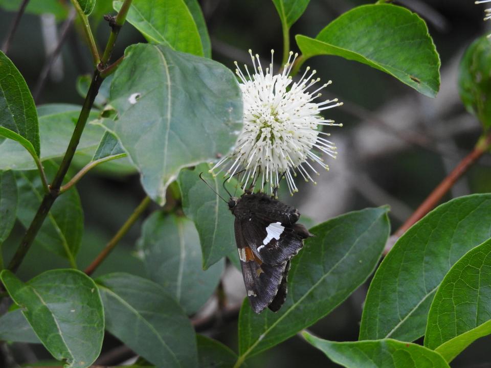 A silver-spotted skipper drinks nectar from a buttonbush shrub in South Berwick, Maine.