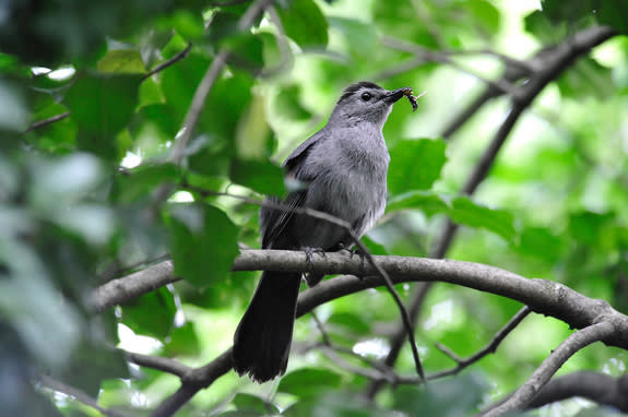 Gray catbirds sing a long song of whistles and tones with some sounding like a cat — and sometimes a frog. They love the east coast of the United States, year round, where they build nests deep inside bushes and shrubs.