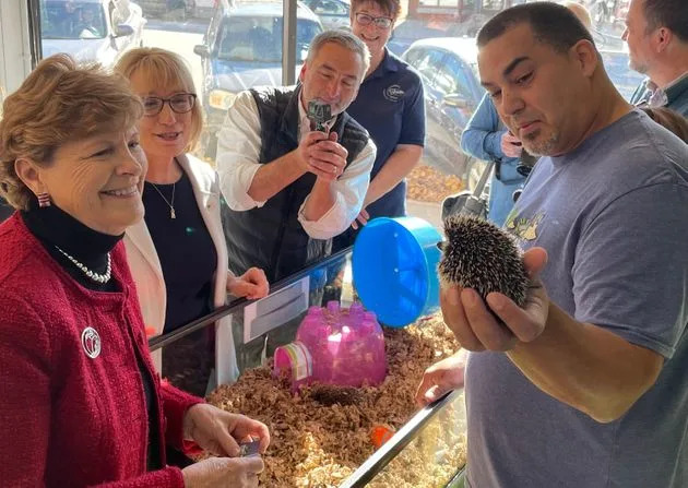 Sens. Maggie Hassan and Jeanne Shaheen delving into thorny issues at a hedgehog store in Franklin, New Hampshire, on Thursday. (Photo: Igor Bobic / HuffPost)