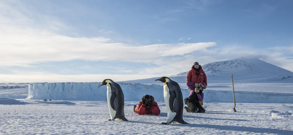 A group of people shoot photos emperor penguins in the Ross Sea near McMurdo Station, Antarctica.