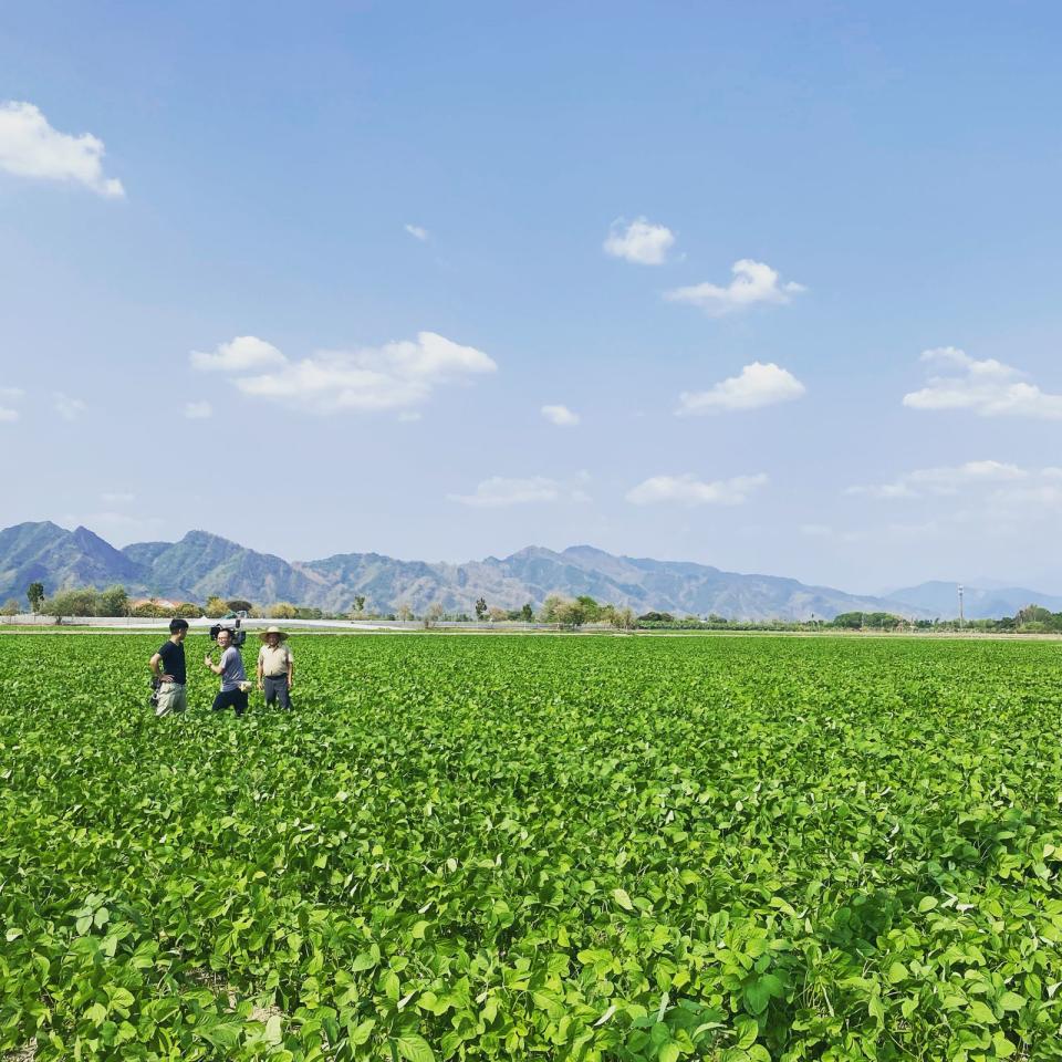 豆油伯目前契作面積達102公頃，產地囊括屏東、高雄、台南、嘉義和花蓮。（豆油伯提供）