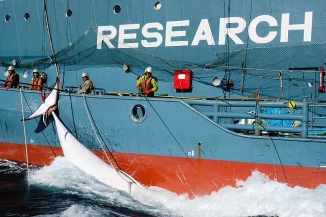 Boat damaged in anti-whaling clash