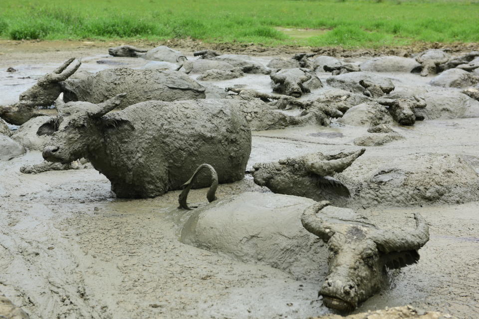 Water buffaloes wallow in muddy pool