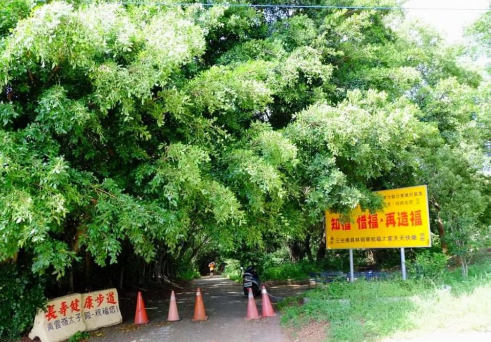 油桐花季到來，台中市清水區鰲峰山上「青雲嶺太子殿」旁的健康步道，油桐花已經盛開，美景宛如五月雪。（記者陳金龍攝）