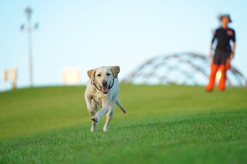 拉布拉多犬「木蘭」在2018年出生，不到半年就到了新北市消防局受訓擔任搜救犬，如今「木蘭」因罹癌病逝，提前解除了任務。圖為「木蘭」開心在草地奔跑的模樣。（圖／新北市消防局提供）