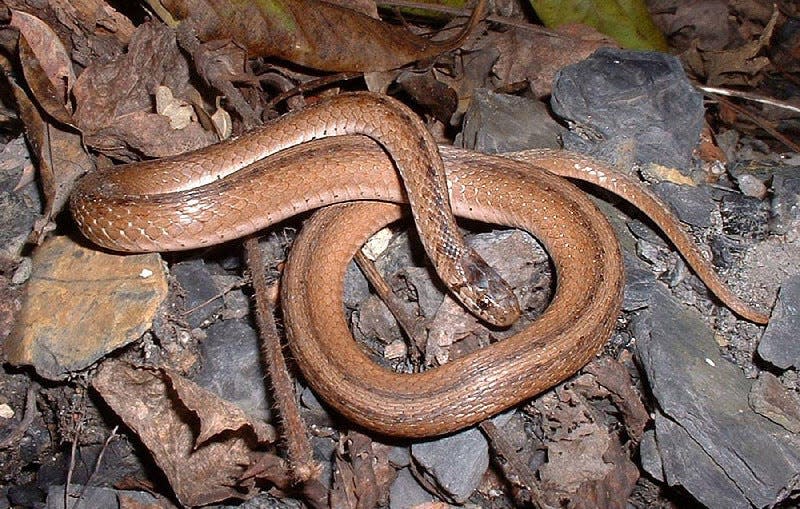 Slugs and earthworms are the preferred food of the northern brown snake. It is a docile snake barely exceeding 12 inches in length.