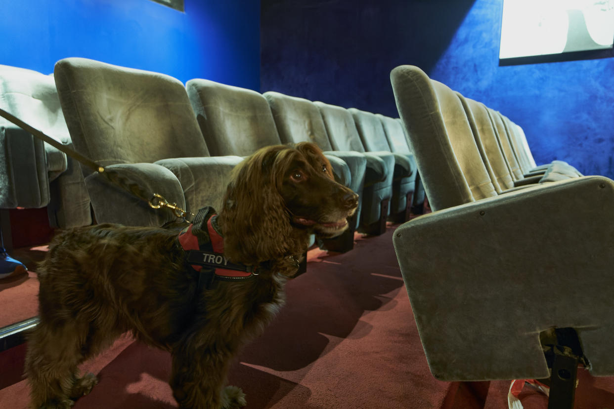 PARIS, FRANCE - OCTOBER 9:Sniffer dog Thunder stands ready to be deployed in a cinema to look for the presence of bedbugs on October 9, 2023 in Paris, France. France has seen a resurgence of bedbug sightings in places such as schools, trains and cinemas, sparking a frenzy of activity to detect them and get a grip on the situation.  The blood-sucking insect, cimex lectularius, is increasingly difficult to exterminate because of heightened resistance to products that are used to eradicate them. Officials are equally worried about the impact this might have on the Olympic Games 2024, that Paris hosts in 10-months time, with hundreds of thousands of visitors staying in hotels and other lodgings in and around the city. (Photo by Remon Haazen/Getty Images)