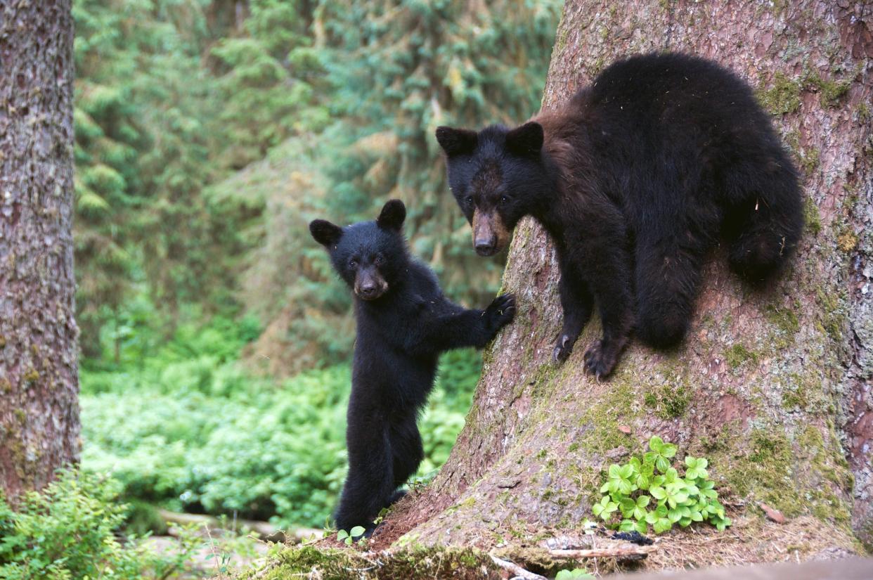 Two Alaska black bear cubs. The Trump administration has rolled back 2015 rules aimed at protecting them: Getty Images/iStockphoto