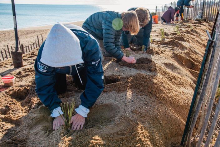 Scientists and volunteers work along a stretch of sand dunes to plant native plants that can help vital habitats in the dunes of the Great Marsh.