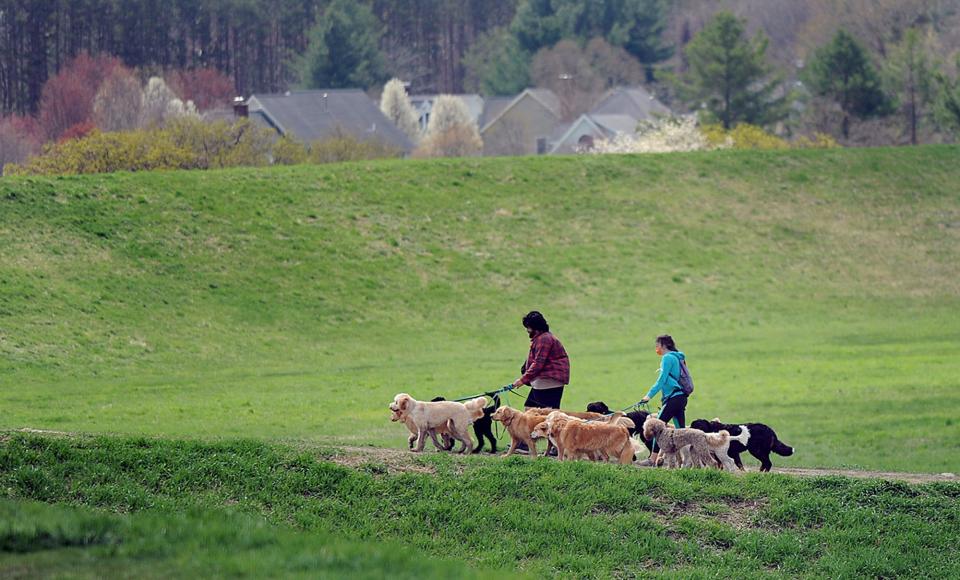 Dog walkers at Callahan State Park in Framingham, April 21, 2021.