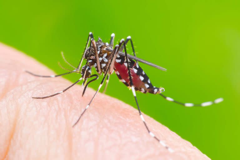 El Aedes aegypti, el mosquito que transmite el dengue