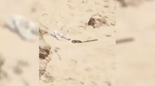 One brave beachgoer eventually pulled the towel off the snake before it slithered off. Source: Lisa Houlihan