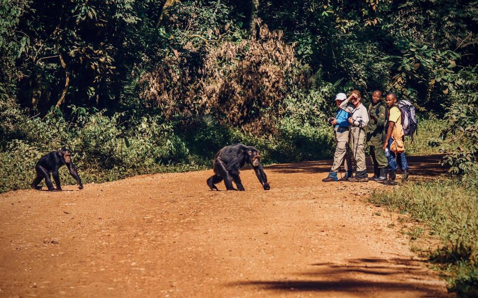 ape in Uganda