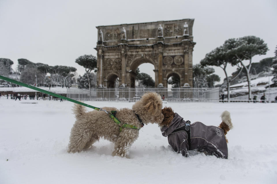 Two canines get acquainted in front of Rome's Arch of Constantine. (Photo: Antonio Masiello via Getty Images)