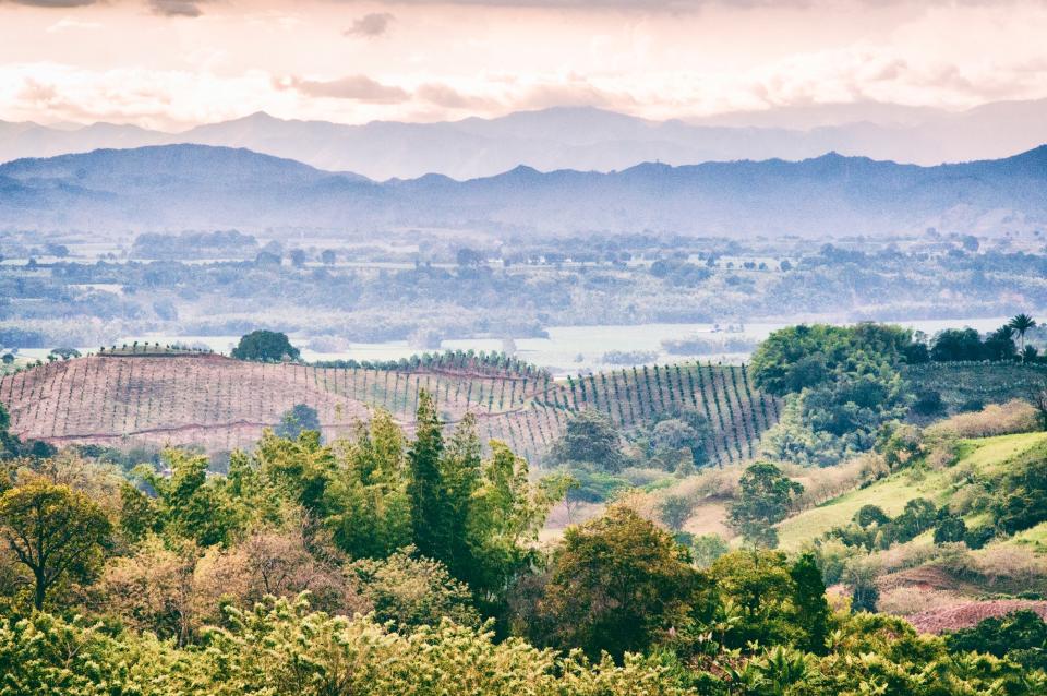 Colombia's coffee landscape is Unesco protected - getty