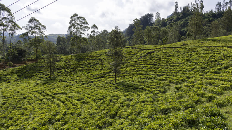 Tea plantation in Sri Lanka