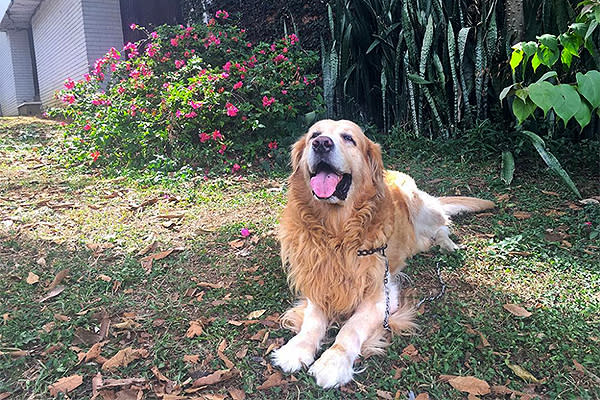 Lucky ya tiene su propia cuenta de Instagram tras volverse famoso por cruzar un puente. Foto: instagram/luckythedog001