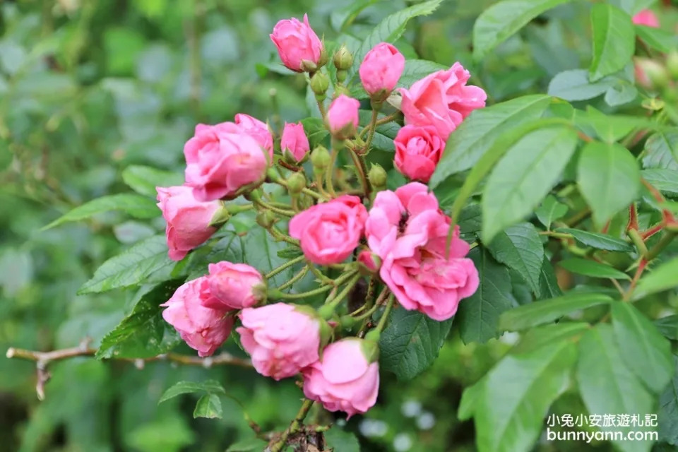 新竹尖石｜紅薔薇景觀餐廳