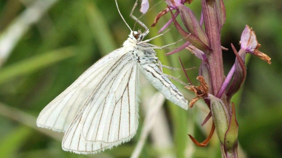 A black-veined moth - a white, butterfly-like insect feeding on a flower