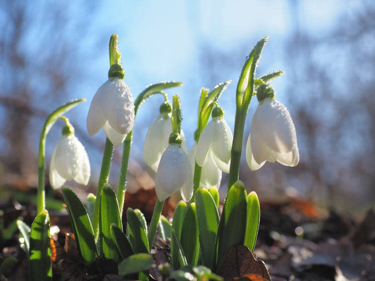 Small white flowers.