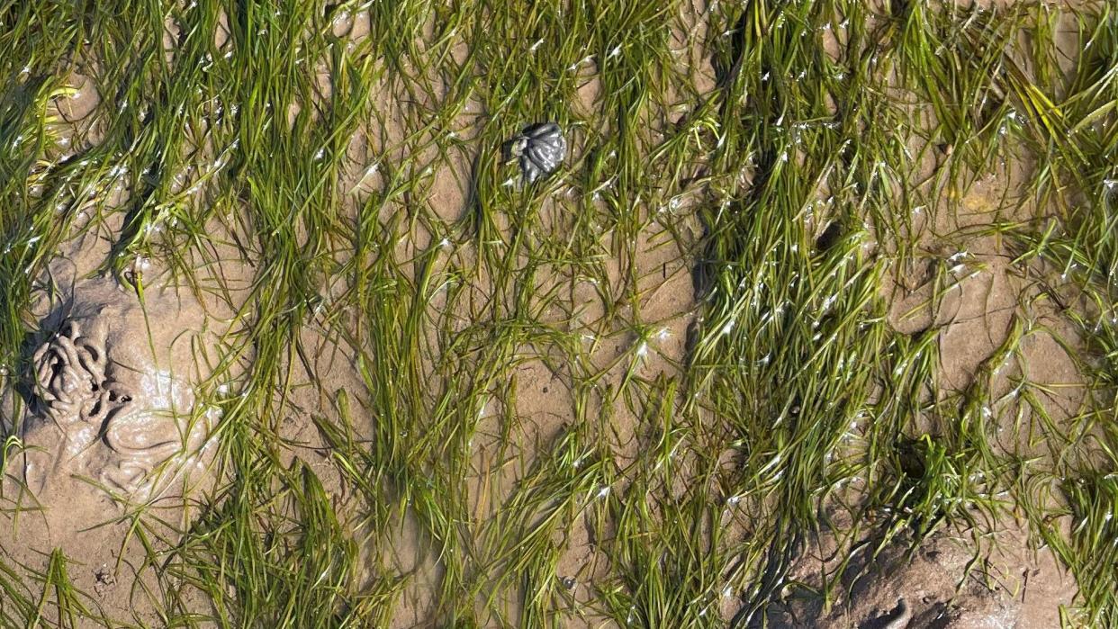 Seagrass growing off the Cumbrian coat