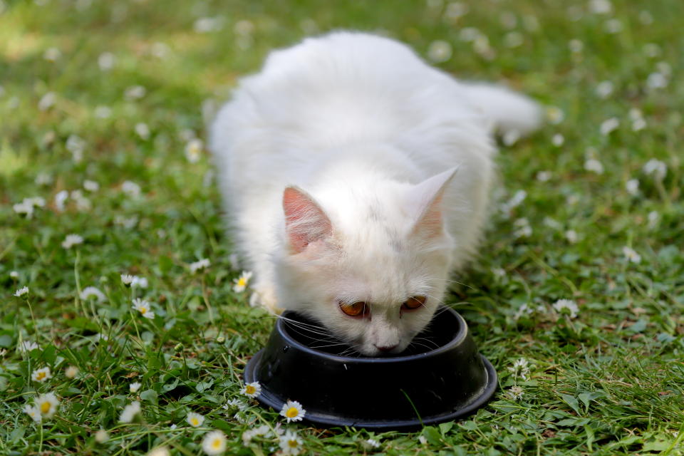 如何讓貓咪喝水是不少飼主心中最重要的小事，到底用黑碗是否能促進喝水欲望？網路上正反意見兩極。（示意圖／Getty Images）