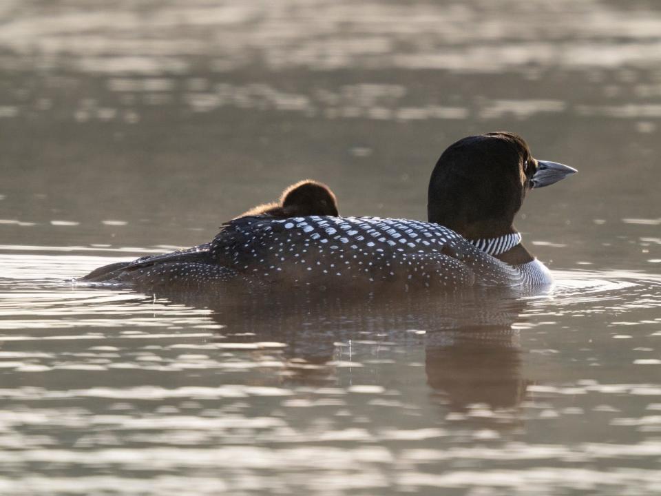 A loon and its chick at Lovell Lake in Wakefield, N.H.