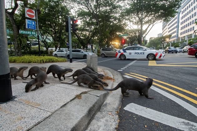 The Zouk family of smooth-coated otters, crossing the street in Singapore. (Photo: Then Chih Wey/Xinhua via Getty)