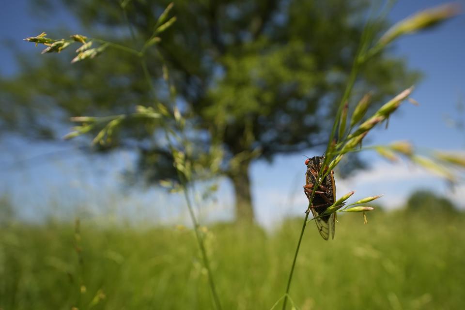 A periodical cicada appears in a hay field at Lincoln Log Cabin State Historic Site on Sunday, May 19, 2024, in Lerna, Ill. (AP Photo/Carolyn Kaster)