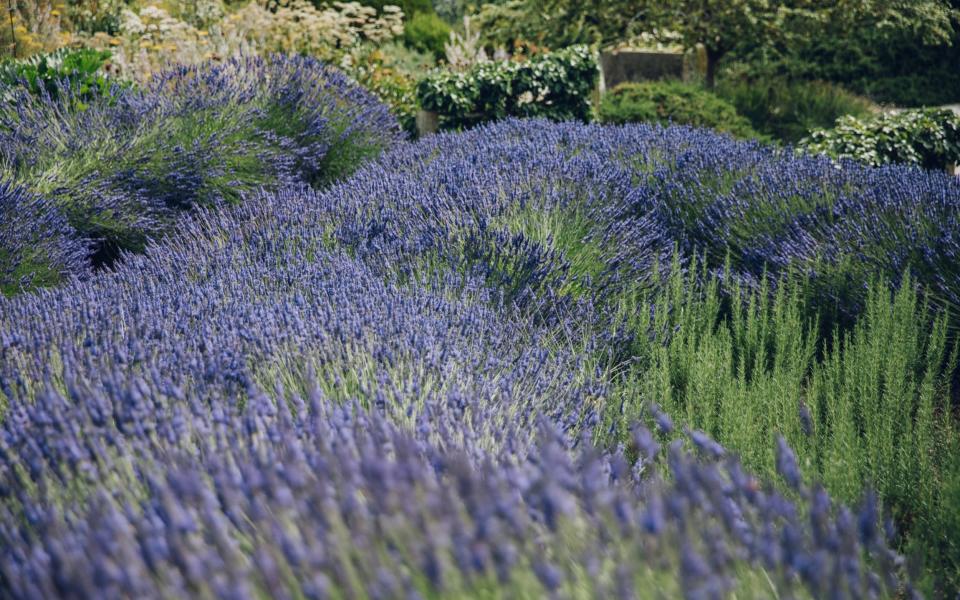 Banks of fragrant lavender - Deborah Panes / Create Academy