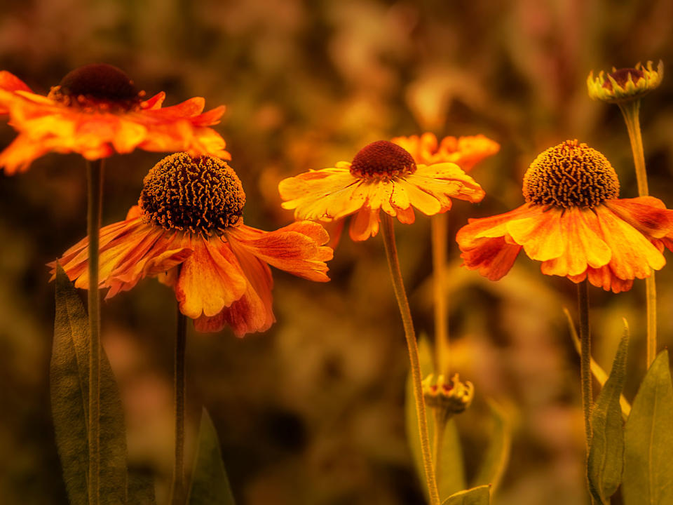 helenium (sneezeweed) flowers