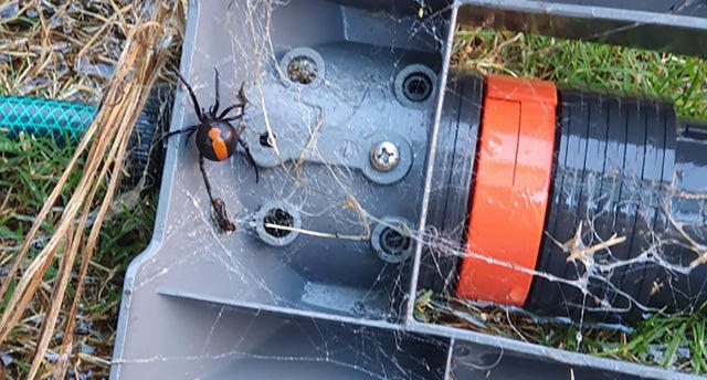 Expert warns summer spider season has started