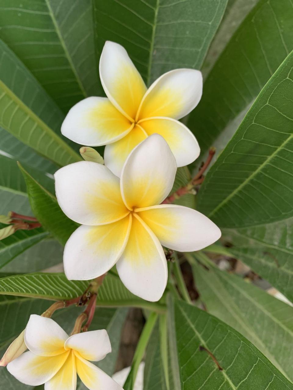 plumeria frangipani flower