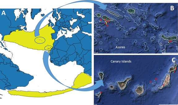 (A) Worldwide known distribution of True’s beaked whales, and (B,C)  locations of the reports included in the paper.