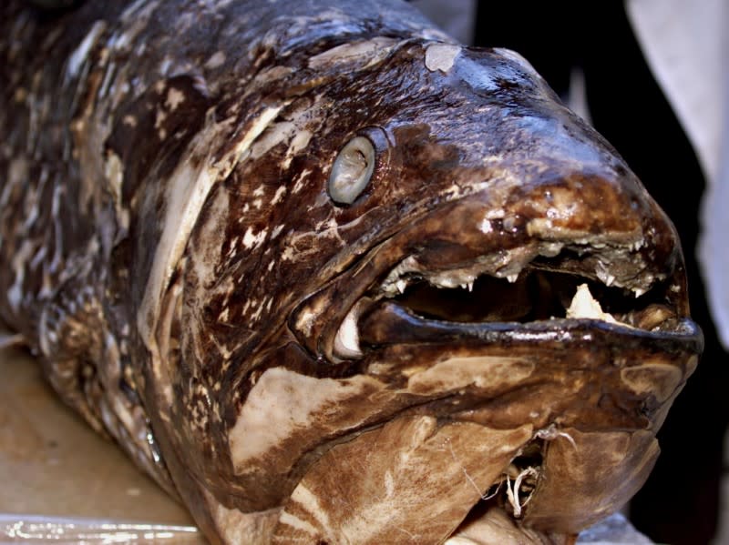 FILE PHOTO: SCIENTIST DISPLAY FISH COELACANTH THOUGHT EXTINCT WITH THE DINOSAURS.